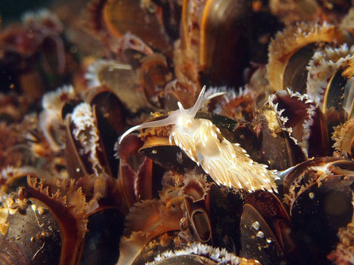 facelina bostoniensis, Drummonds Fadenschnecke