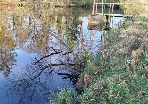 Foto: Biberspuren am Damm des Johanniweiher
