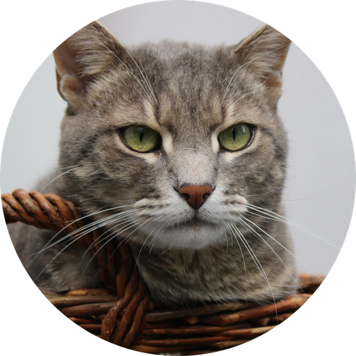 Policenschreck - Thomas Renker - Kater im Korb - Tierkrankenversicherung