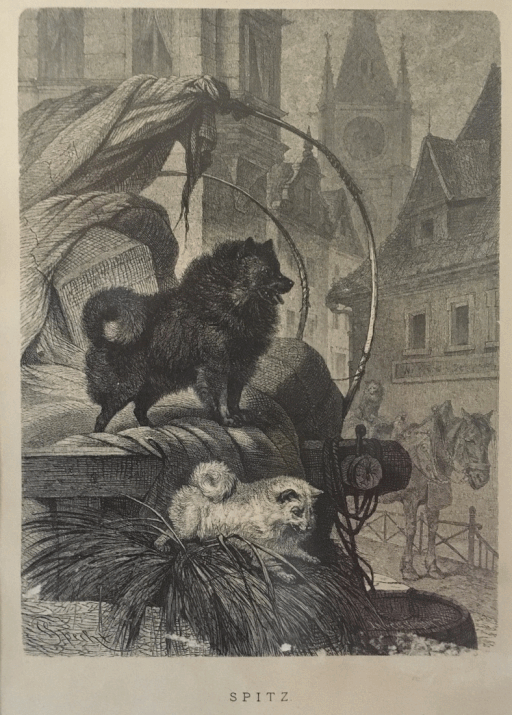 Black Pomeranian (1880)