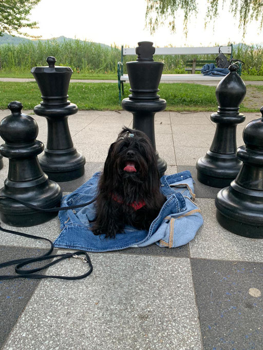 ... kleine "Schach-Meisterin" ... 4,7J