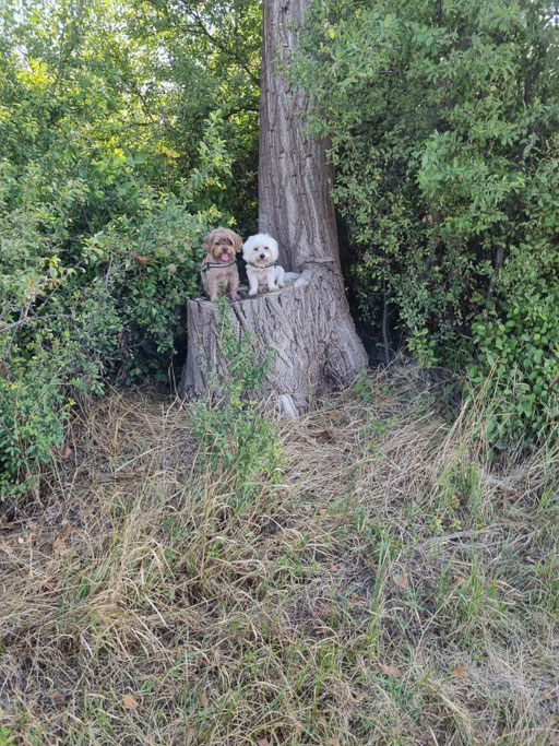 ... kleine Wald-Bollis ... 9,11J