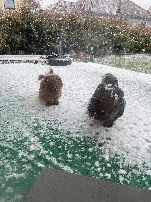... Hilfe ... alles voller Schnee ... 1,7J