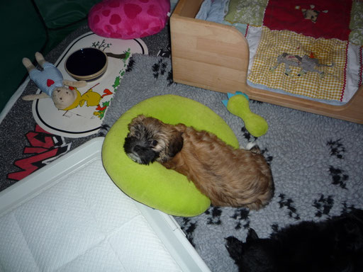 ... mein "Hörnchen" ... 8 Wo