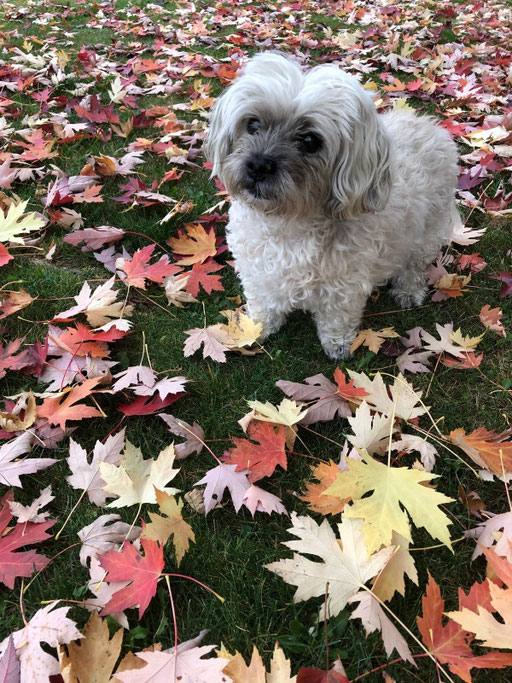 ... Herbst-Zeit ... 15,9J