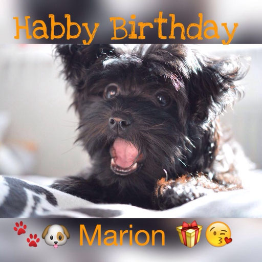 ... für meine Hunde-Omi Marion ... 5,5M