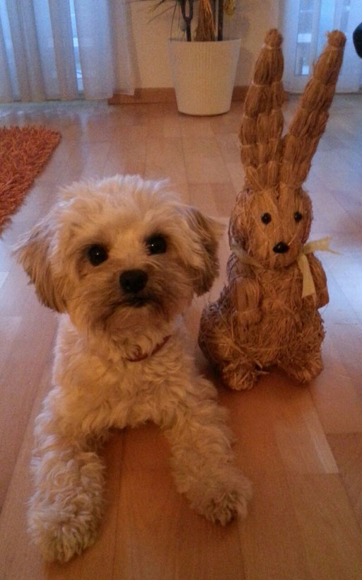 ... Osterhasen unter sich ... 1,3J