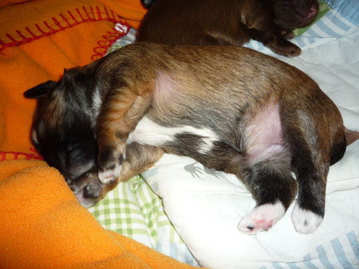 ... hab sooo viel getrunken ... 1,5 Wo