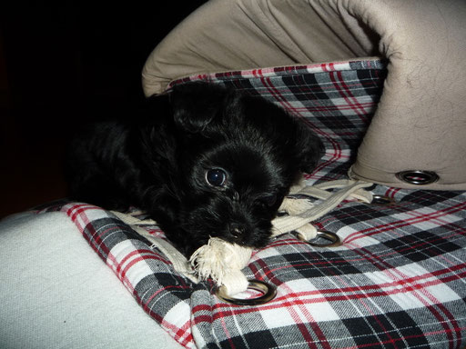 ... mein "Stinker-Schuh" ... 6W