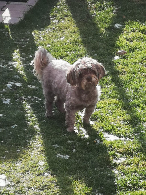 ... schade, der Schnee ist wieder weg ... 12,4J