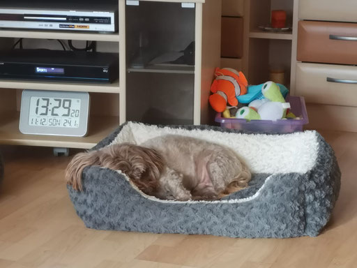 ... bin ein Rollbolli ... 10,3J