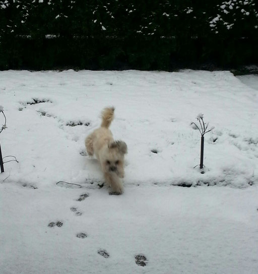 ... mein erster Schnee 2014 ... 11Mo
