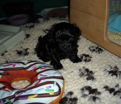 ... ur cool in unsrem neuen "Hunde-Haus" ... 5W