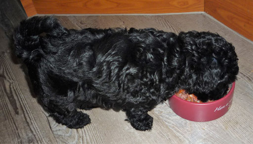 ... mir schmeckt's ... 8W