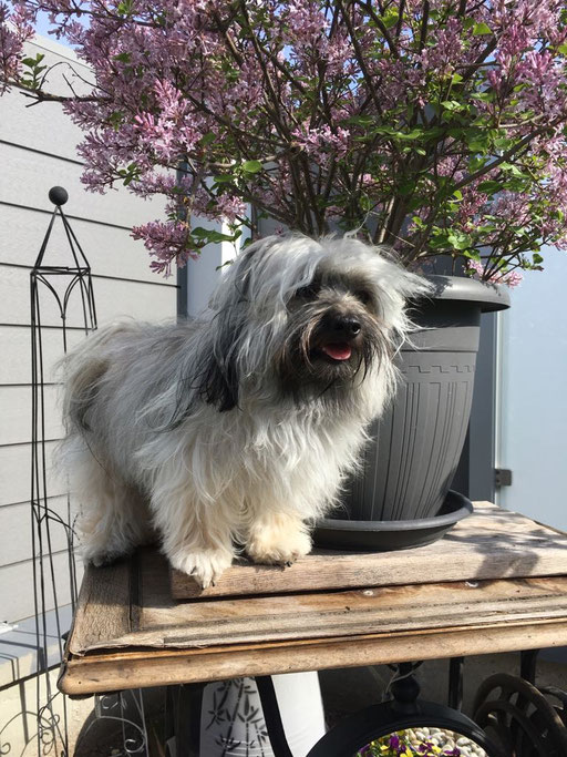 ... komm grad vom Hunde-Friseur ... 1,7J