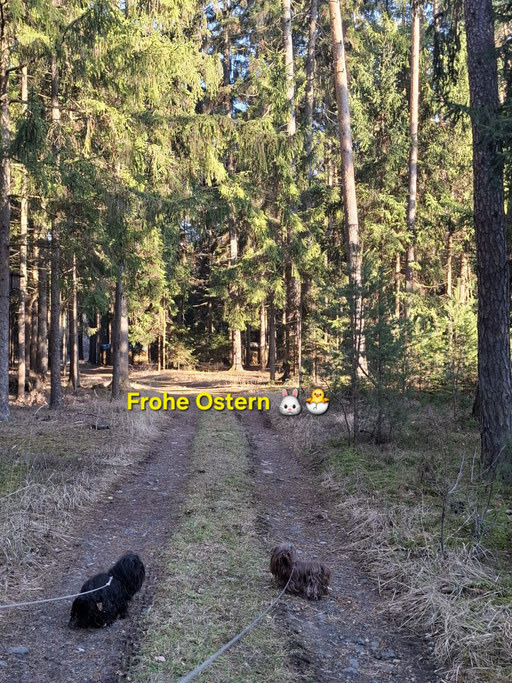 ... suche mit meinem Bruder Lasko den Osterhasen ... 5,7J