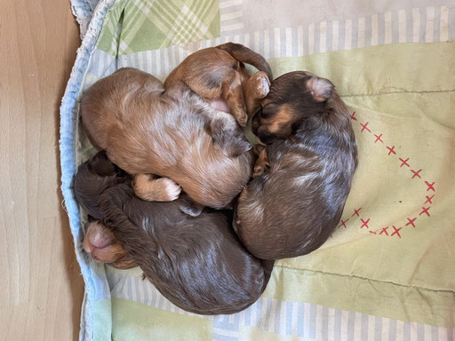 ... einfach kuscheln ... 3W