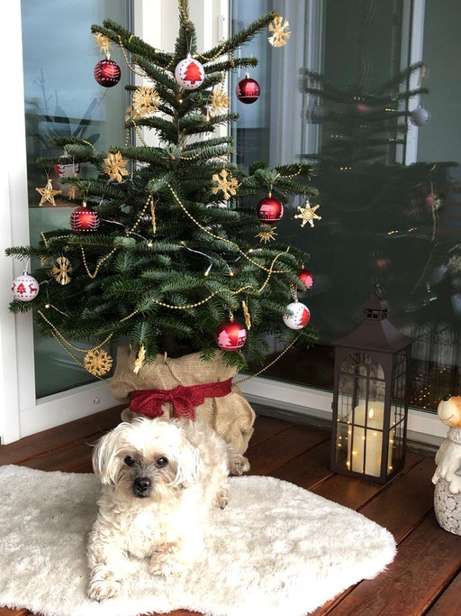 ... Frohe Weihnachten 2023 ... 13,11J