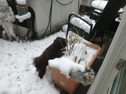 ... mein erster Schnee ... 6M