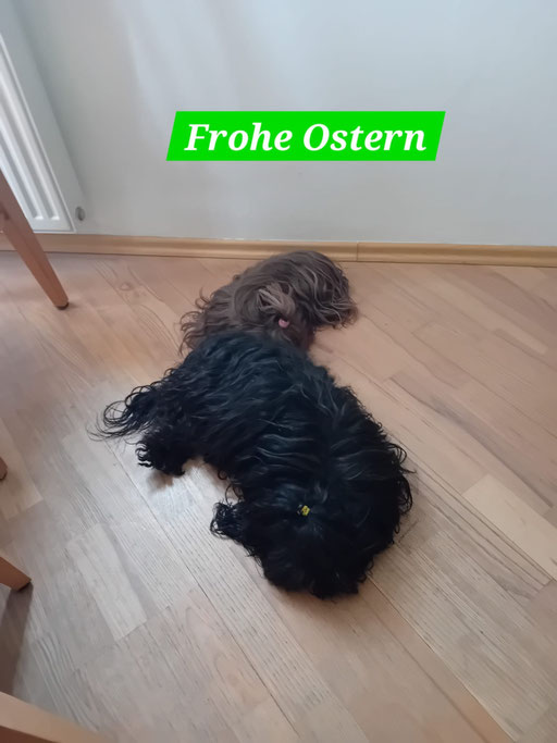 ... warten auf den Osterhasen ... 3,6J