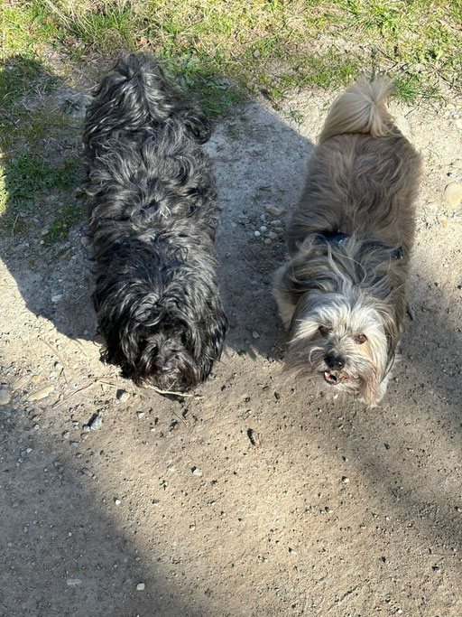 ... wir suchen schon mal den Osterhasen ... 8,6J
