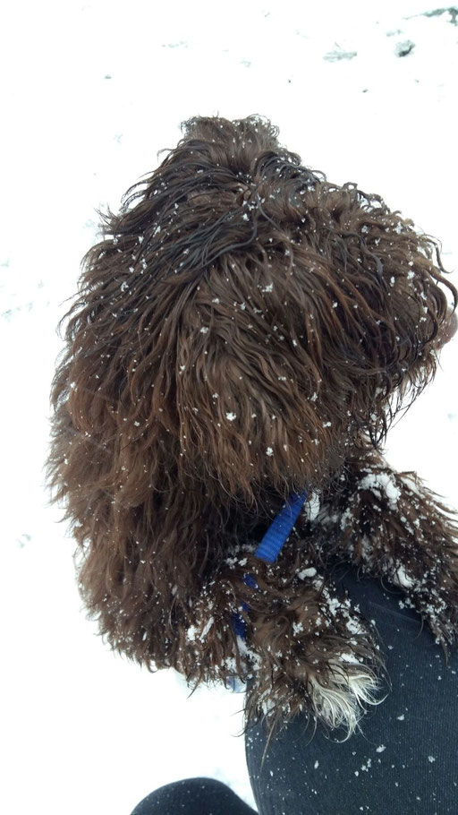 ... bin ein Schnee-Flocken-Bolli ... 6M