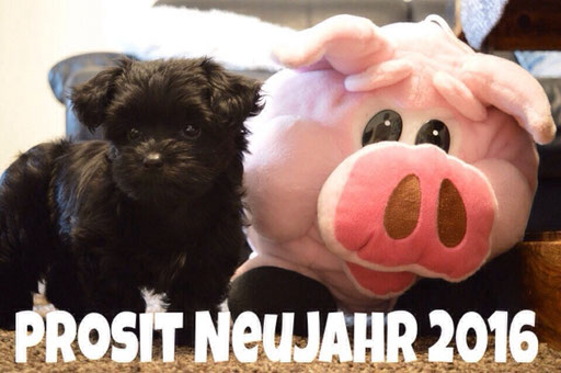 ... hab Schwein gehabt ... 