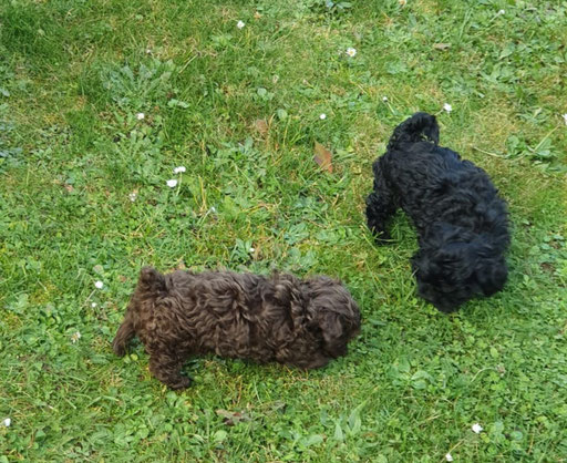 ... entdecken den Garten ... 9,5W