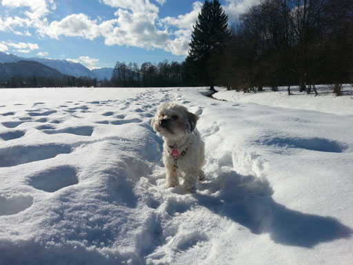 die "Schnee-Prinzessin" Dalyza 1J