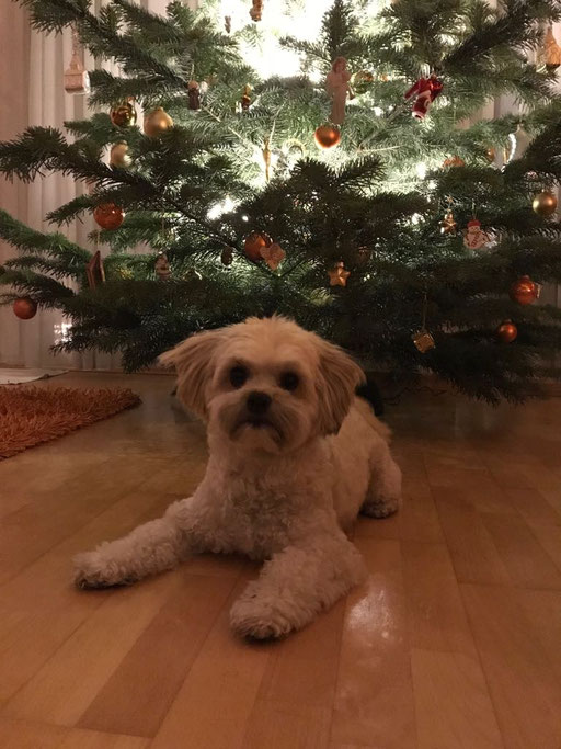 ... Weihnachten 2017 ... 3,11J