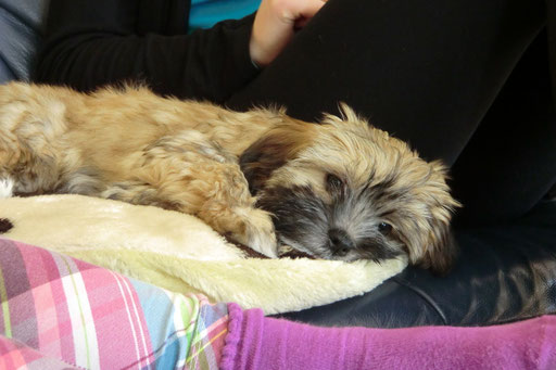 ... kuscheln ist schön ... 11,5 Wo