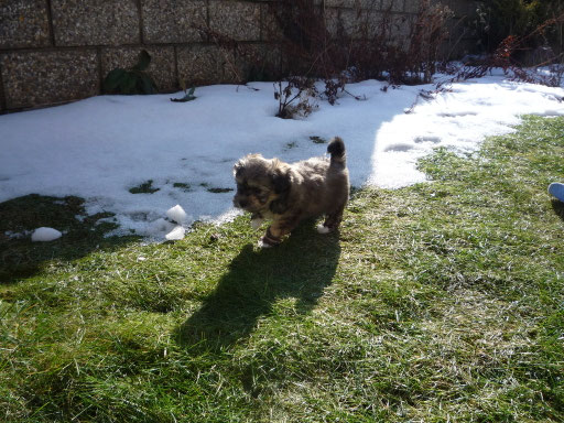 ... wau ... Gras und Schnee ... das macht Spass ... 6,5 Wo