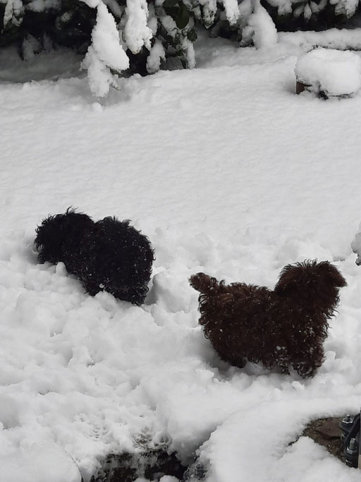 ... unser ersster Schnee ... 3,5M