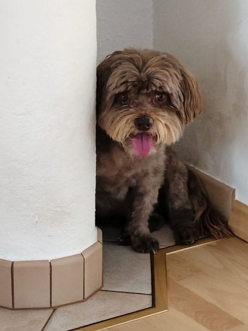 ... hab ein neues Versteck entdeckt ... 12,11J