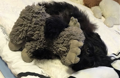 ... brauch mein Kuscheltier ... 1,11J