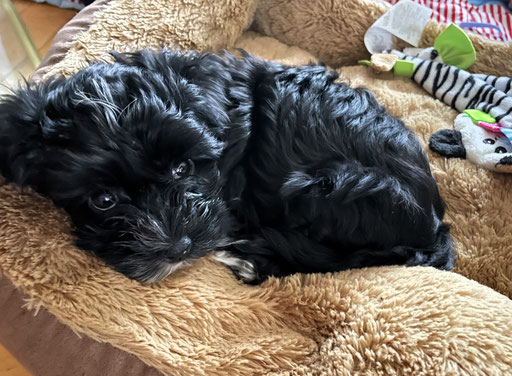 ... mein Kuschelplatz ... 8W