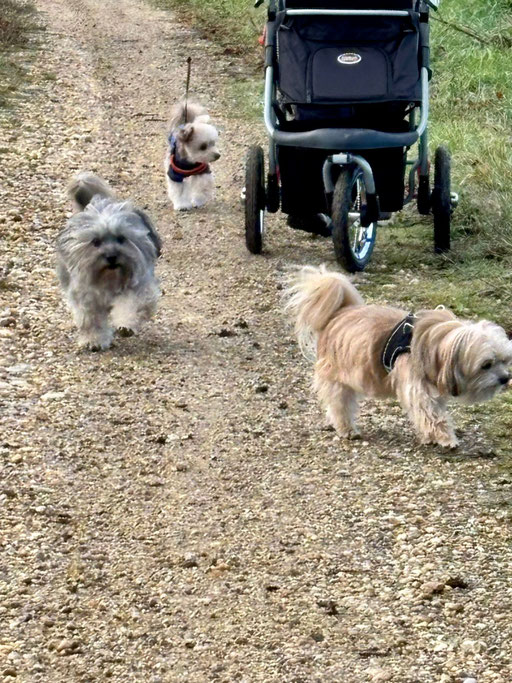 ... wir sind eine lustige Rasselbande ... 10J