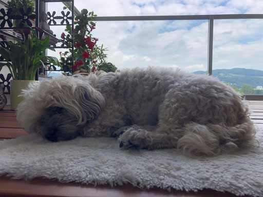 ... such mir ein kühles Platzerl ... 15,6J