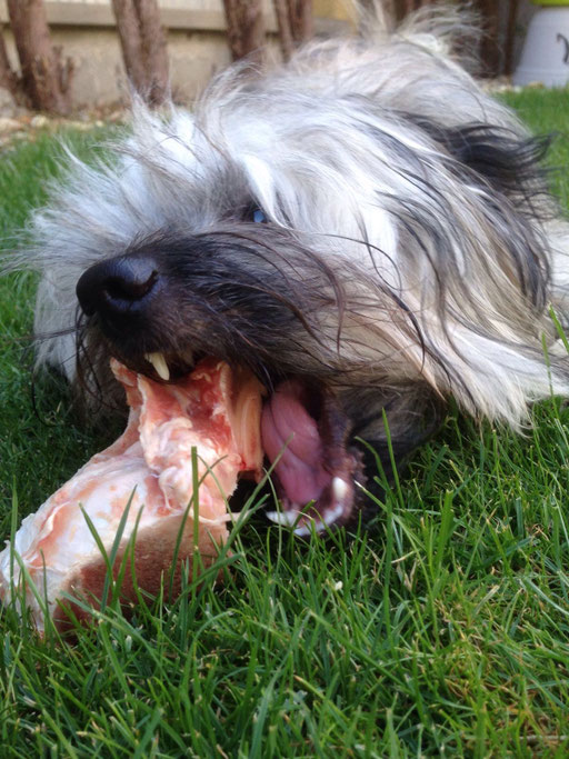 ... ich bin ein Wolf ... 10M
