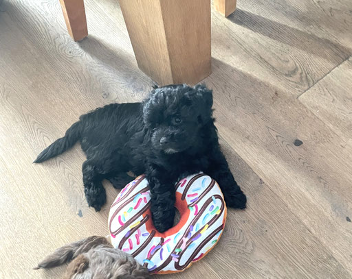 ... mein Donut ... 9W