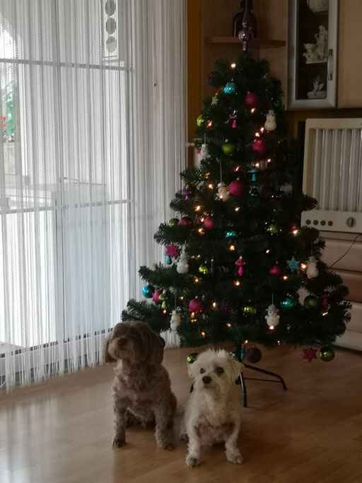 ... warten auf´s Christkind ... 12,3J