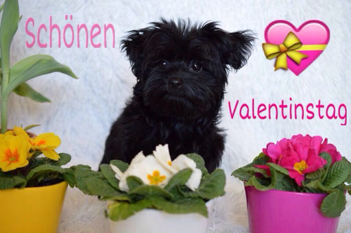 ... liebe Grüße zum Valentinstag ... 3,8M