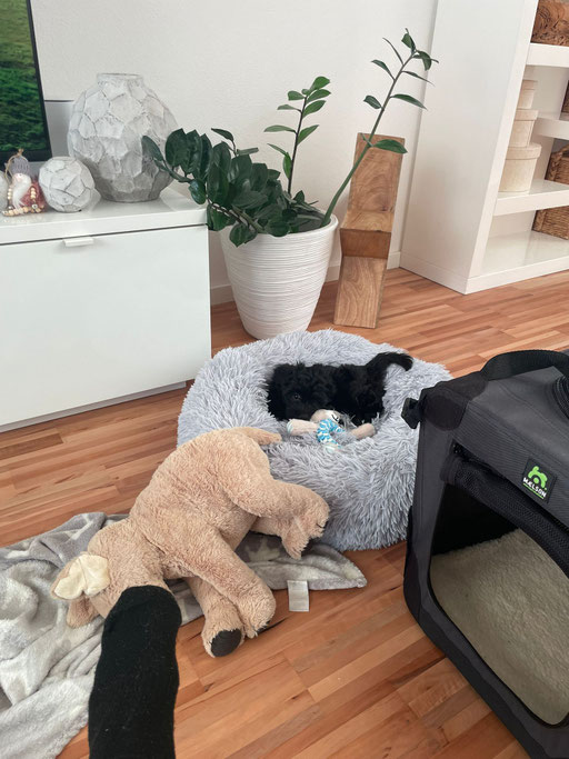... Prinz Pavel im neuen Hundekörbchen ... 10W