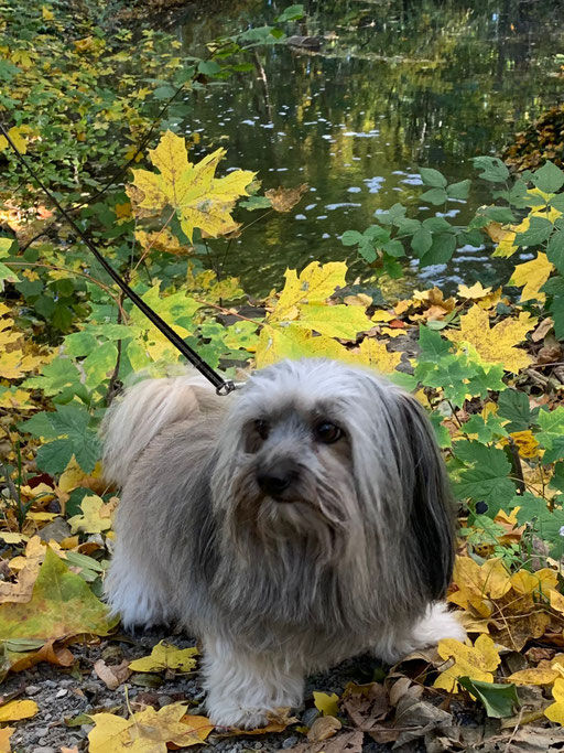 ... endlich Herbst ... 6J