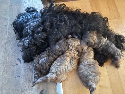 ... bei Mama Lotta schmeckt´s am besten ... 6W