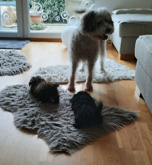 ... zu Besuch bei Franz ... 3,5M