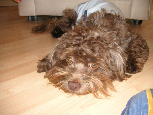 .. will nur meine Ruhe ... 8Mo