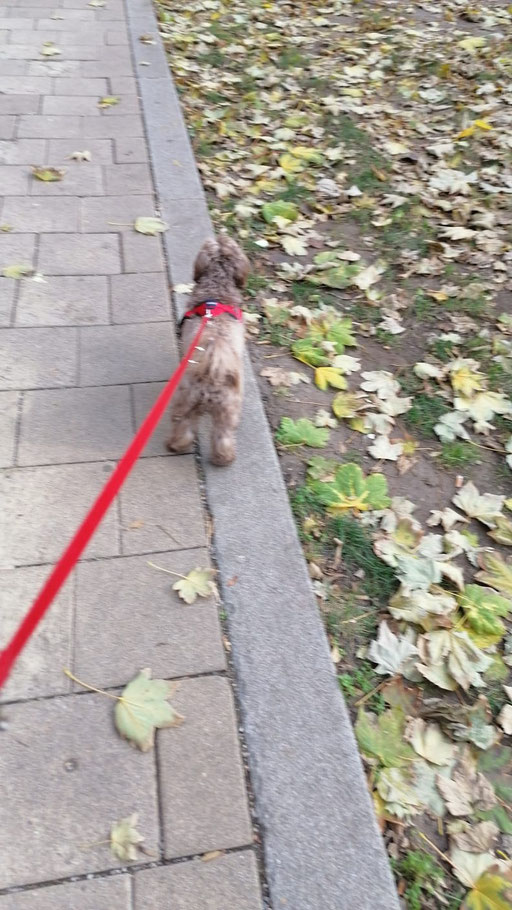 ... mach einen Spaziergang ... 4,2J