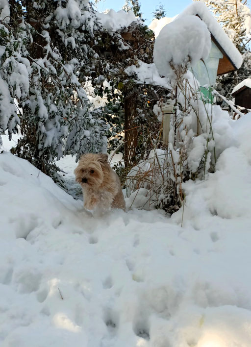 ... kämpf mich durch den Schnee ... 7,11J