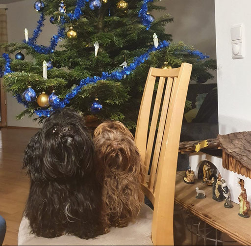 ... Frohe Weihnachten 2021 ... 1,3J